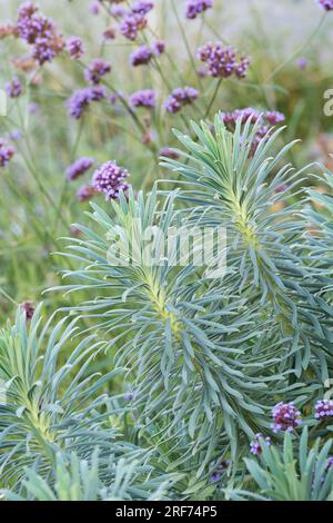 Mittelmeer-Wolfsmilch (Euphorbia characias subsp. wulfenii) Foto Stock