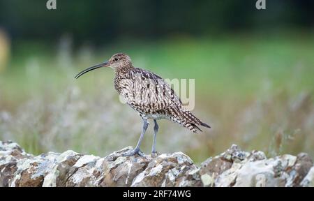 Curlew su un muro di pietra a secco Foto Stock