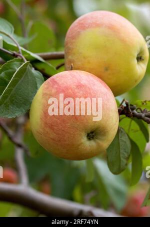 Apfel (Malus domestica 'Reanda') Foto Stock