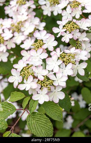 Etagen-Schneeball (Viburnum plicatum "Pink Beauty") Foto Stock