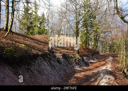 Sentiero forestale che conduce attraverso una foresta di faggi temperati a foglia decidua, con un mix di abeti rossi di conifere e erba secca illuminata dalla luce del sole Foto Stock