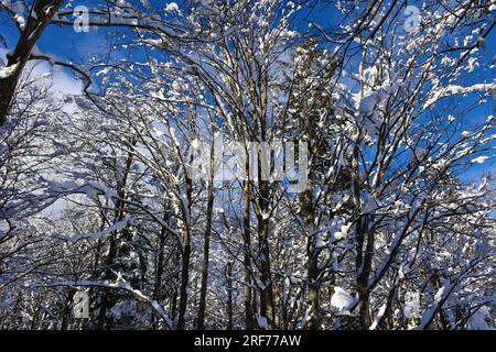 Faggio temperato, deciduo, foresta di latifoglie ricoperta di neve Foto Stock