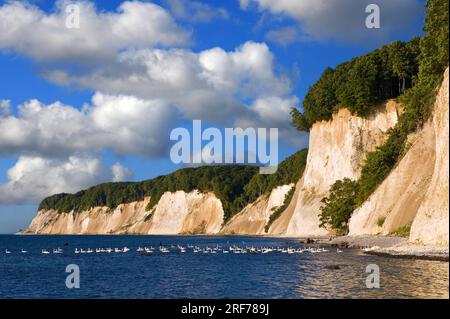 Nationalpark Jasmund, Kreidefelsen auf Rügen, Meclemburgo-Vorpommern Foto Stock