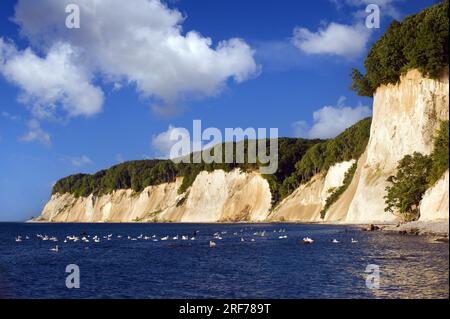 Nationalpark Jasmund, Kreidefelsen auf Rügen, Meclemburgo-Vorpommern Foto Stock