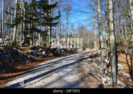 Strada di ghiaia che attraversa una foresta di faggio (Fagus sylvatica) in inverno con un cottage accanto alla strada Foto Stock