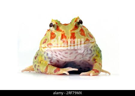 Schmuckhornfrosch, Schmuck-Hornfrosch, Hornfrosch, (Ceratophrys ornata), Ceratophrys cranwelli, Foto Stock