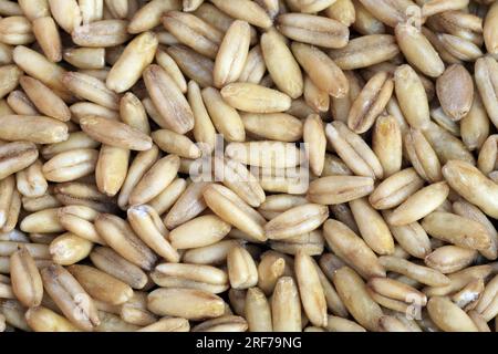 SAAT-Hafer, Hafer (avena sativa), entspelzte Koerner | avena coltivata, avena comune (avena sativa), cereali sbucciati Foto Stock