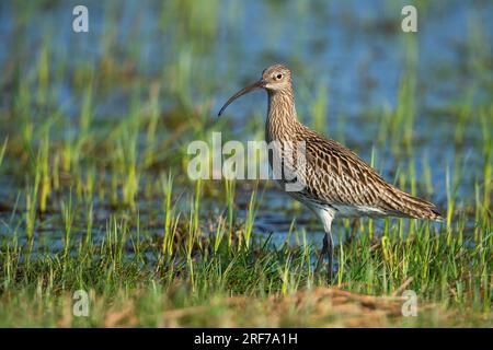 Grosser Brachvogel (Numerius arquata), Foto Stock