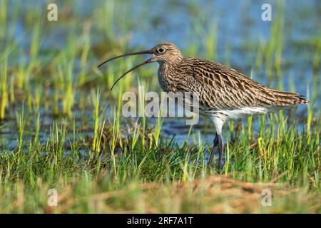 Grosser Brachvogel (Numerius arquata), Foto Stock