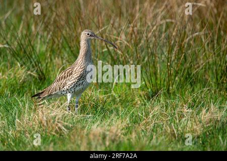 Grosser Brachvogel (Numerius arquata), Foto Stock
