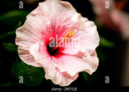 Primo piano di un fiore di ibisco viola. Un ibisco rosa in un cortile malese. La polvere sbocciata dei fiori al centro. Il fiore nazionale dei malesi Foto Stock