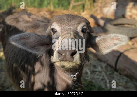 Kalb, junger Wasserbüffel, Luxor, Ägypten Foto Stock