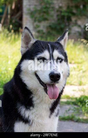 Foto il husky siberiano sporge la lingua e guarda la fotocamera da vicino Foto Stock