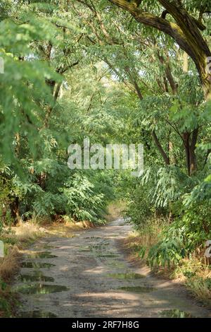 L'affascinante strada sterrata si snoda attraverso una fitta vegetazione baciata dalla pioggia, catturando l'essenza della bellezza della natura. Foto Stock