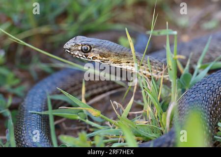 Östliche Eidechsennatter, Eidechsennatter, Eidechsen-Natter, Malpolon insignitus, Malpolon insignitus fuscus, Malpolon monspessulana insignitus, Easte Foto Stock