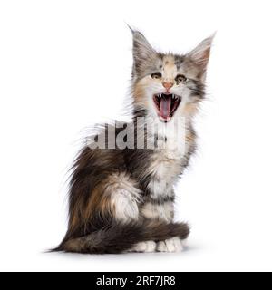 Adorabile gattino tortie, seduti lateralmente. Bocca aperta urlando o mordendo. Isolato su sfondo bianco. Foto Stock