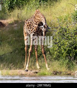 Le giraffe sono molto caute quando vengono a bere. La postura spaccata delle gambe significa che sono vulnerabili ai predatori più che in qualsiasi altro momento. Foto Stock