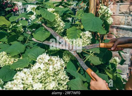 Le mani del giardiniere sono potate con speciali cesoie per potare rose cespugli in giardino. Cura delle piante, potatura degli alberi. Foto Stock