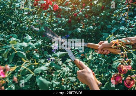 Le mani del giardiniere sono potate con speciali cesoie per potare rose cespugli in giardino. Cura delle piante, potatura degli alberi. Foto Stock