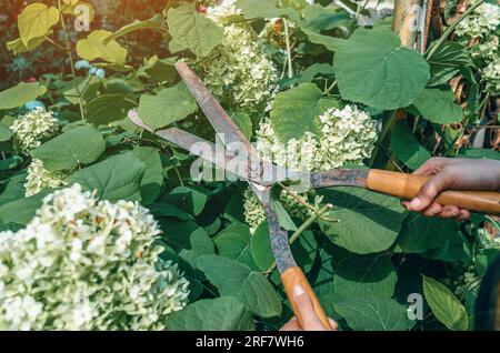 Le mani del giardiniere sono potate con speciali cesoie per potare rose cespugli in giardino. Cura delle piante, potatura degli alberi. Foto Stock