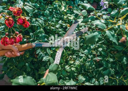 Le mani del giardiniere sono potate con speciali cesoie per potare rose cespugli in giardino. Cura delle piante, potatura degli alberi. Foto Stock