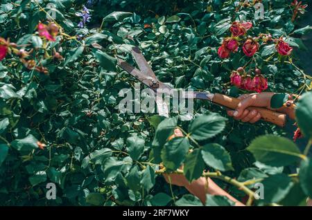 Le mani del giardiniere sono potate con speciali cesoie per potare rose cespugli in giardino. Cura delle piante, potatura degli alberi. Foto Stock