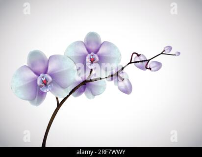 Bellissimi fiori di Orchidee bianche e viola di tre giorni isolati su sfondo. Primo piano dei fiori d'orchidea. Illustrazione Vettoriale