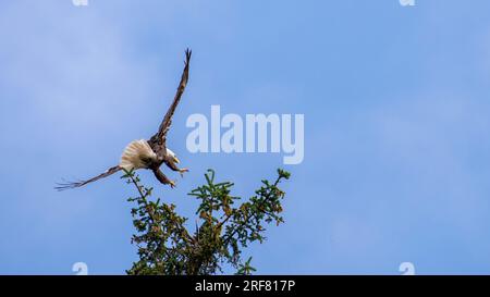 Aquila calva volante pronta ad atterrare sulla cima di un albero, con ali sparse, vicino al punto di riferimento Icy Straight Point del porto delle navi da crociera Alaska USA Foto Stock