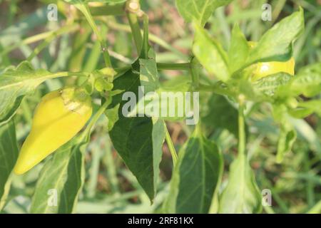 Il peperoncino di banana è un membro di medie dimensioni della famiglia dei peperoncini che ha un sapore delicato e piccante Foto Stock