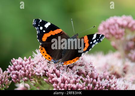 Farfalla ammiraglio rosso Vanessa atalanta, sale nere con bande rosse e macchie bianche sotto le ali marmorizzate grigio fumé appollaiate su teste di fiori rosa Foto Stock