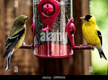 Una coppia americana Gold Finch sull'alimentatore Foto Stock