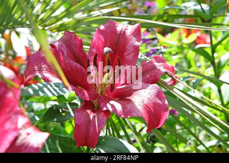 Lilium giglio ÔPink esplosione e fiore. Foto Stock