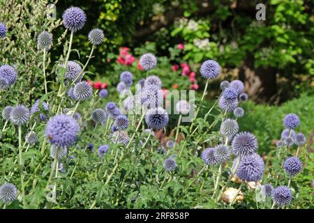 Cardo di globo Echinops 'Taplow Blue' in fiore Foto Stock