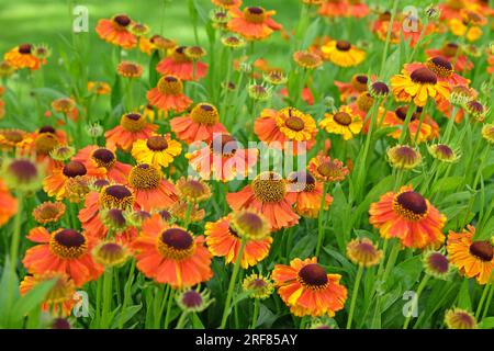 Orange Helenium "Sahin's Early Flowerer" in fiore. Foto Stock