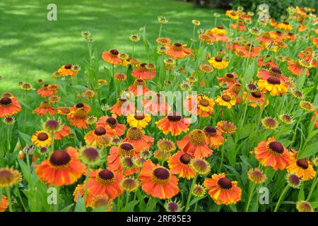 Orange Helenium "Sahin's Early Flowerer" in fiore. Foto Stock