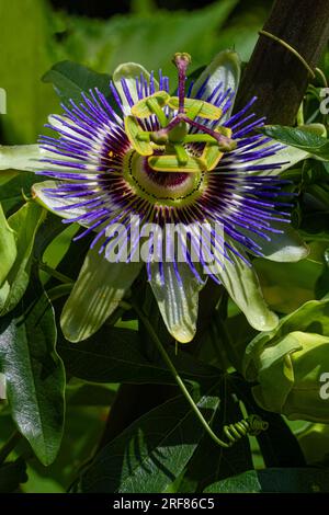 Passiflora, Passiflora Foto Stock