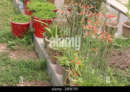 Le piante floreali di Eucrosia in azienda agricola per la raccolta sono colture da contante Foto Stock