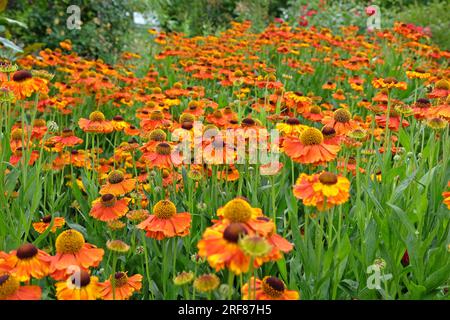 Orange Helenium "Sahin's Early Flowerer" in fiore. Foto Stock