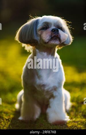 Shih tzu cane seduto sull'erba in giardino Foto Stock