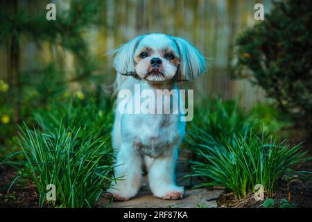 Shih tzu cane seduto sull'erba in giardino Foto Stock