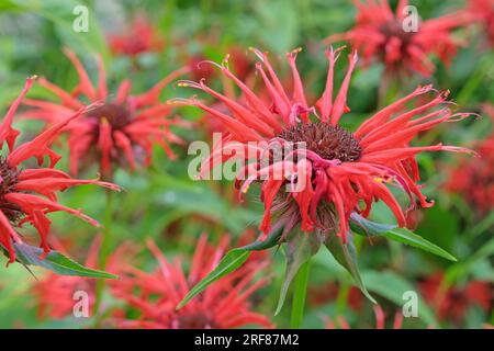 Monarda rossa "Oneida" in fiore. Foto Stock