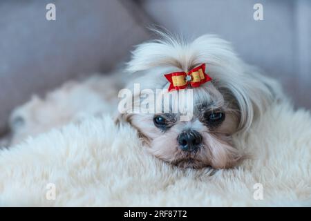Shih tzu cane con prua che dorme su pelliccia bianca in un letto Foto Stock
