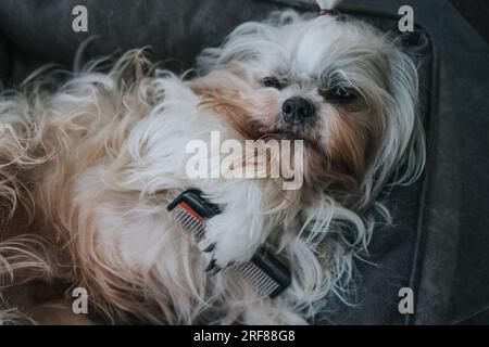 Concetto di cura dei cani Shih tzu Foto Stock