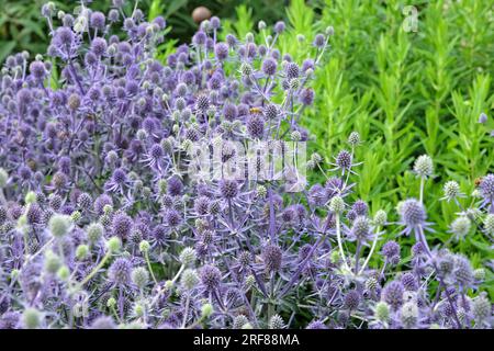 Eryngium Planum 'Blue Glitter' in fiore. Foto Stock