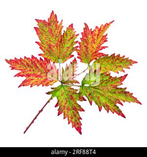 Foglia autunnale colorata isolata su sfondo bianco Foto Stock