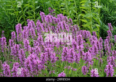 Betonica officinalis viola, o Betonia, in fiore Foto Stock