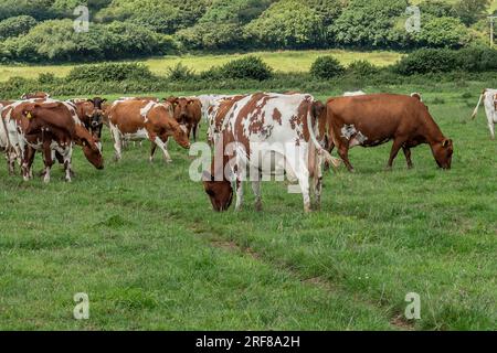 Mucche dell'Ayrshire che pascolano Foto Stock