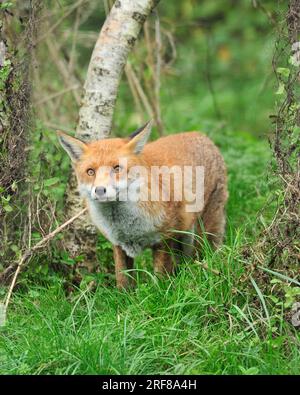 La Volpe rossa Vulpes vulpes Foto Stock