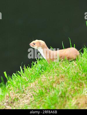 Weasel, Mustela nivalis Foto Stock