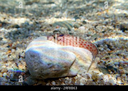 L'arcipelago costiero (Lepadogaster lepadogaster), immagine sottomarina nel mar Mediterraneo Foto Stock